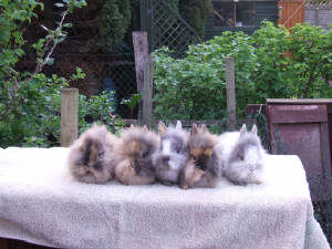 magpieandharlequinlionheads.jpg